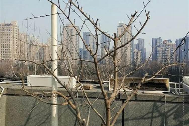 在果树上如何施用钙肥