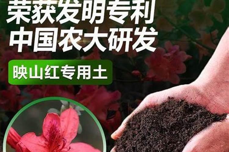 黄蜀葵一亩地纯收入