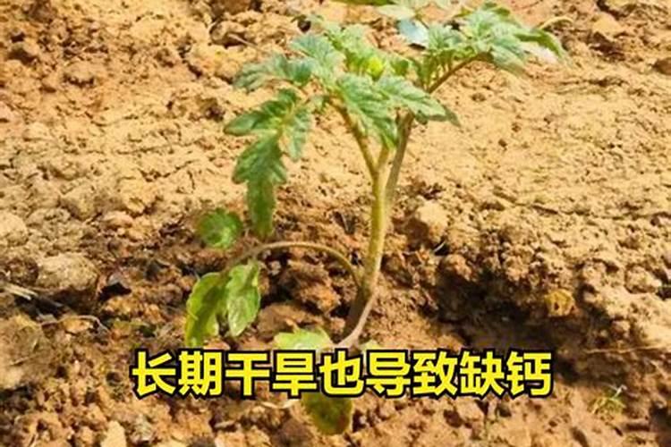 番茄冲施钙肥有哪些？