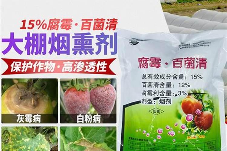 霜霉病后期如何治疗