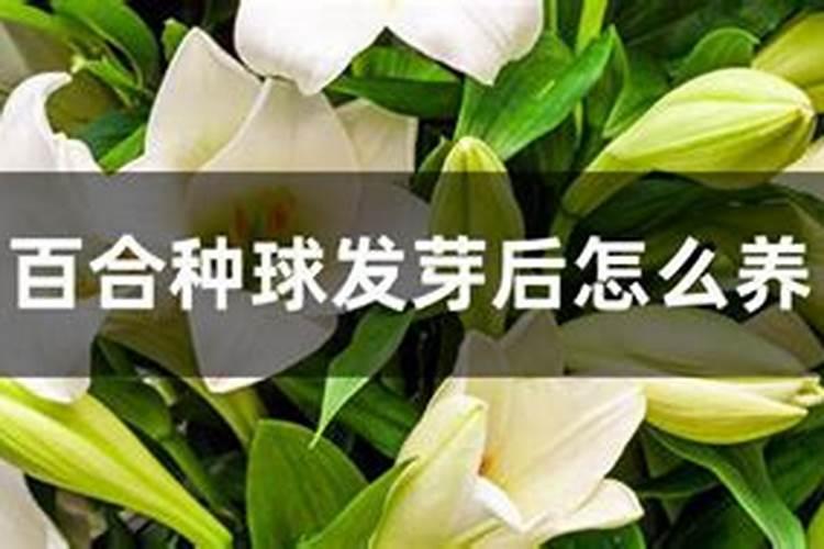 如何给百合施肥与浇水？