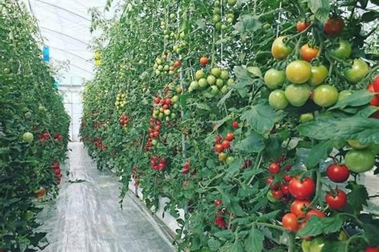 西红柿膨果肥什么时候用更好？用什么肥更好？