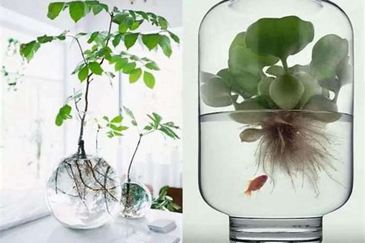 金银花苗期如何进行田间管理？