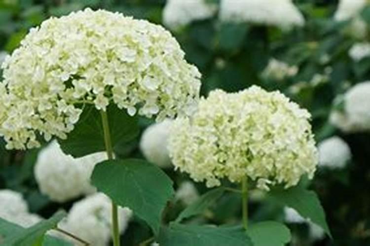 绣球花施肥时间和方法