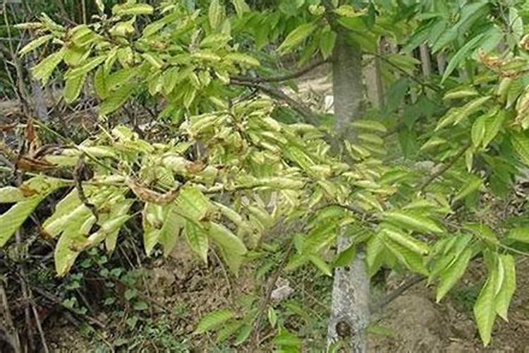 瓜果蔬菜叶面肥的正确使用方法(什么时候打叶面肥好)