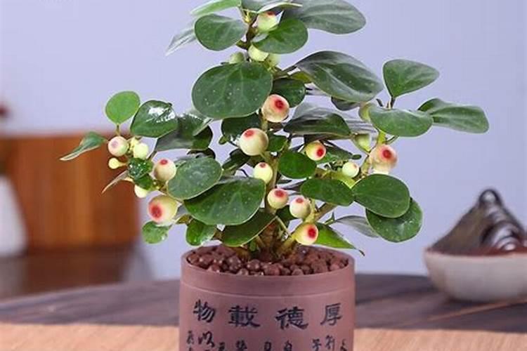 菩提怎么养才能更旺盛 菩提如何养才能更旺盛