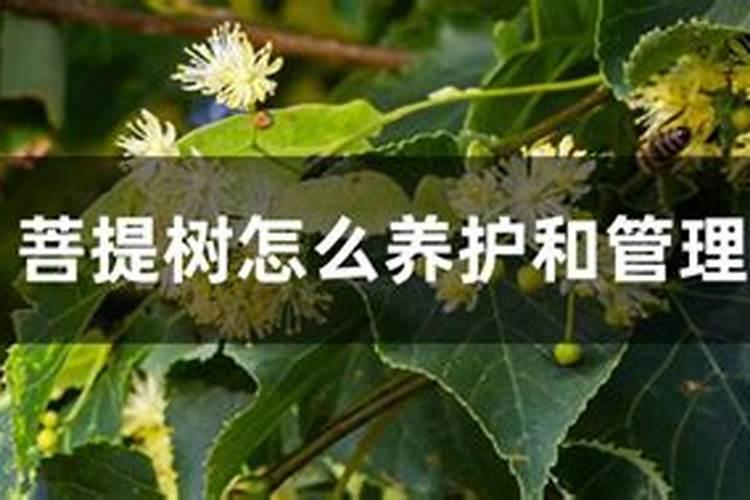 菩提树的养殖方法和注意事项