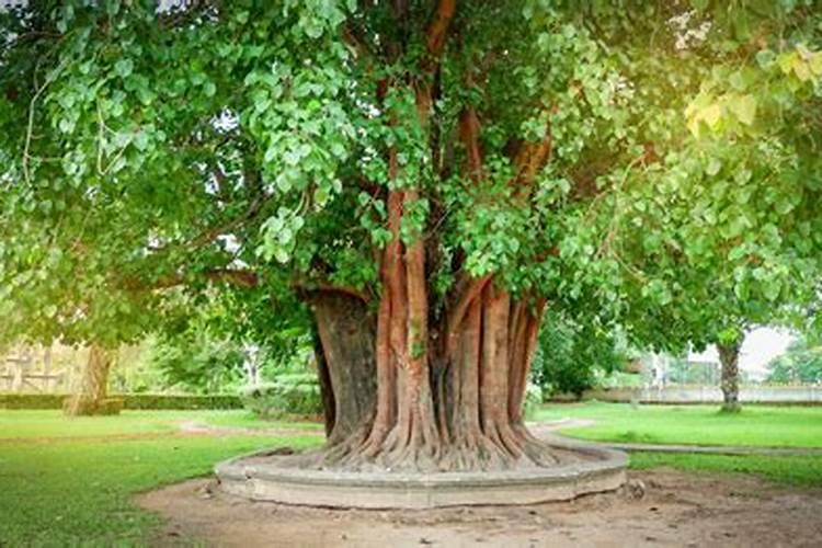 菩提树的养殖方法和注意事项