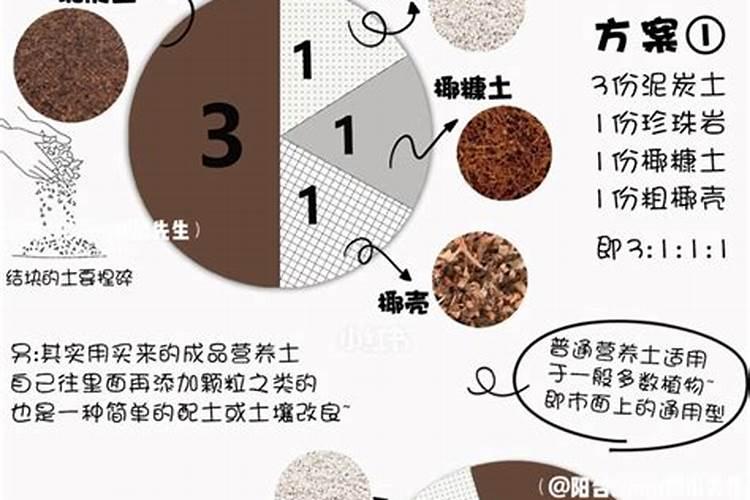 新栽的月季多久施肥 需要注意什么