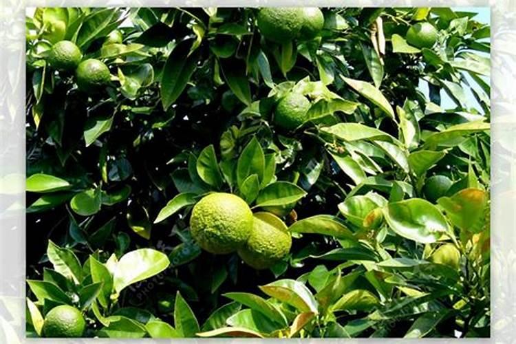 橘子还不到成熟季节橘皮就发黄什么原因？