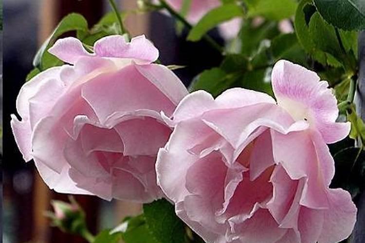 月季花施什么肥料好