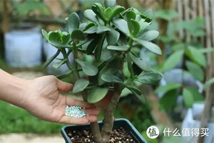 我家玉树没根怎样才能让它长根