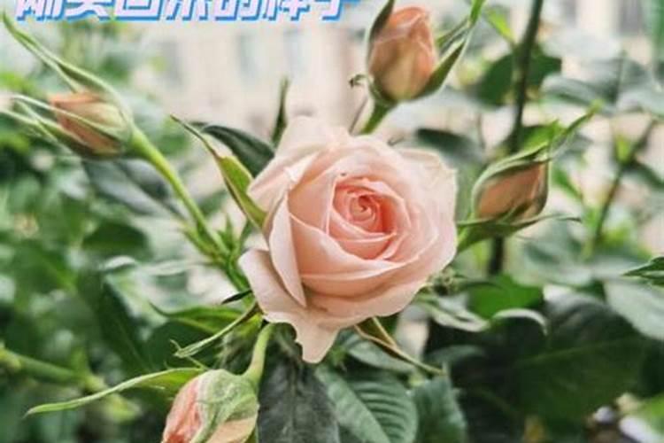 磷酸二氢钾浇月季花使用方法