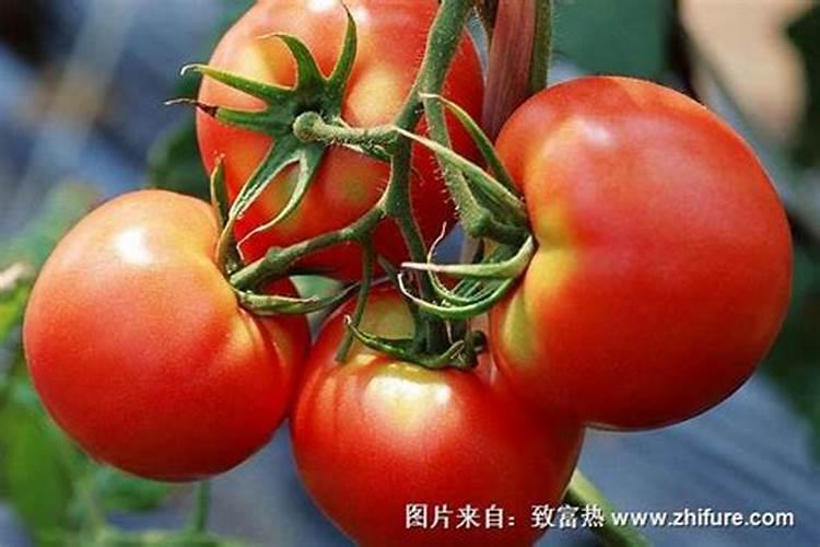 刚栽的花能施肥吗？刚栽完的花可以施肥吗