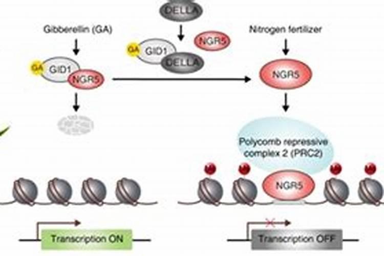 合成氨的发展历程是怎样的