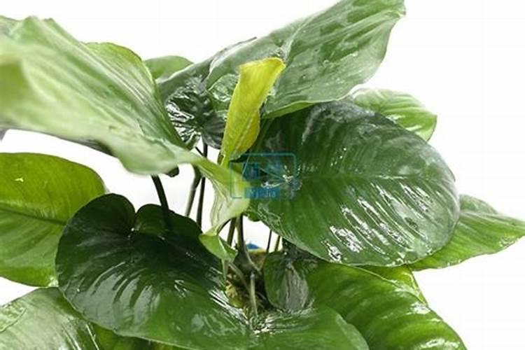 大叶榕和小水榕区别