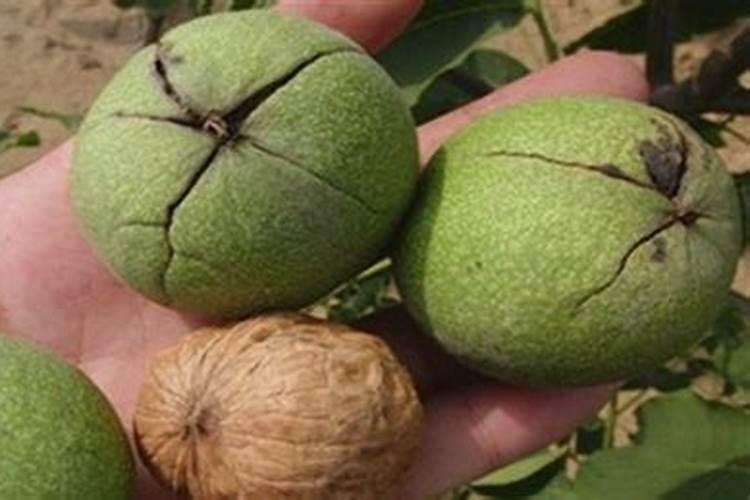 核桃青皮可以做肥料吗