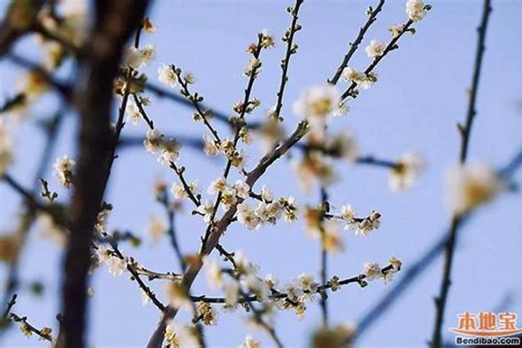 氮肥可以兑水浇花吗