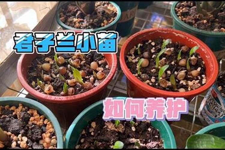 小麦叶面肥什么时候打效果好