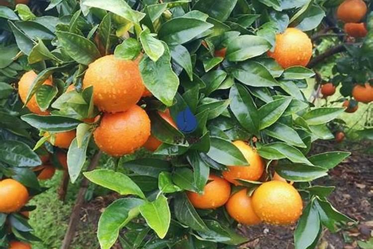 春见耙耙柑只施有机肥,惊喜超乎想象
