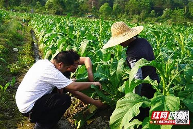 种辣椒用钾肥好还是尿素好？