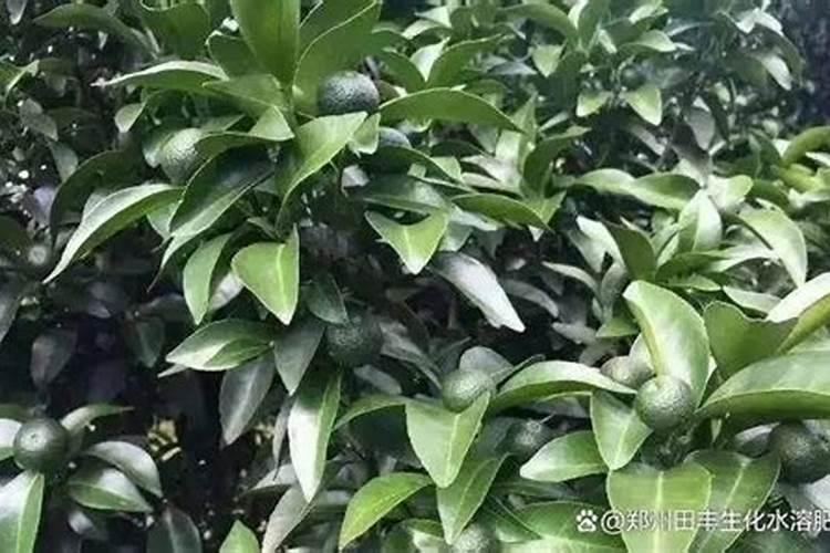 家庭怎样自制硼肥,硼肥和多效唑能一起用吗