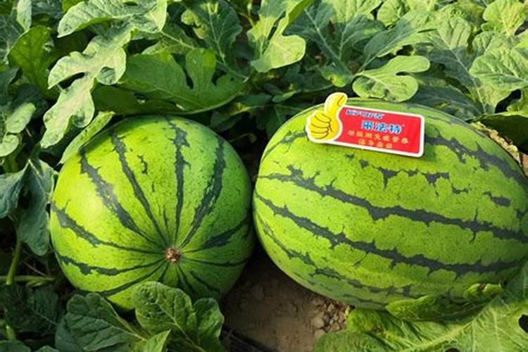 茄子如何巧施肥才能促高产