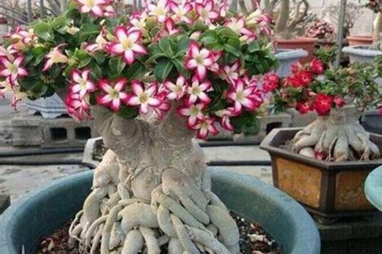 桂花施肥方法,用什么肥好