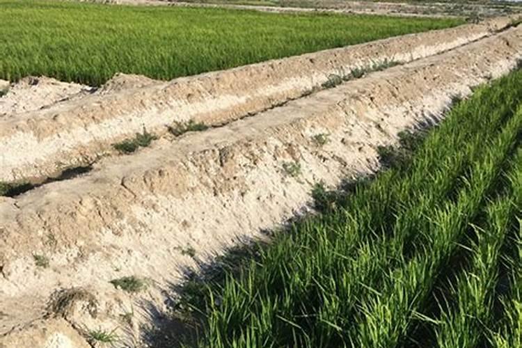 烤烟烟叶细胞不分裂导至烟叶不开片有药物治疗吗