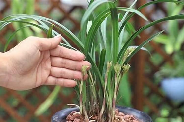 用发酵的泡黄豆水给黄瓜、芸豆施肥可以吗？