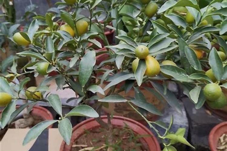 磷酸二氢钾作为一种肥料,是酸性还是碱性的呀