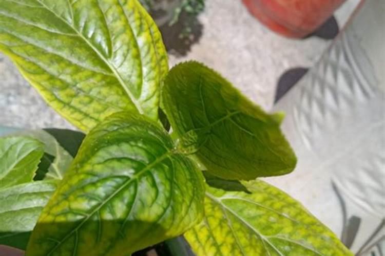 绣球花叶片发黄原因和处理方法
