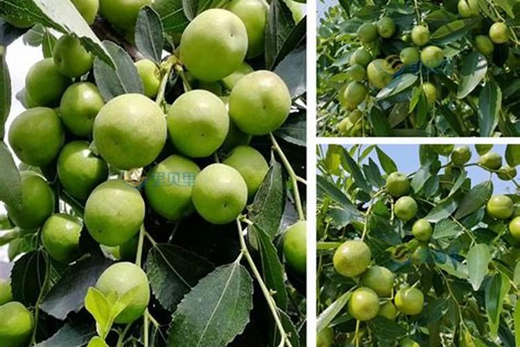 小枣树浇水多还是浇水少好啊