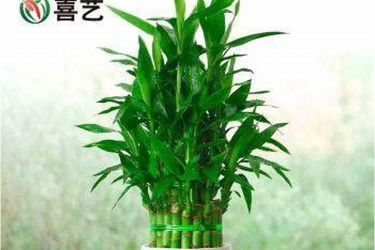 巨皇竹施什么肥最好