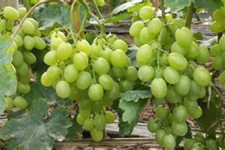 葡萄膨大期打什么叶面肥长的快？葡萄座果期用哪些肥料好？