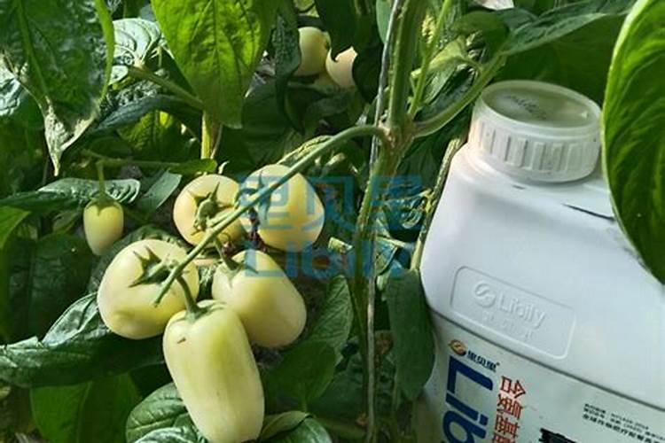 磷酸二氢钾严重过量喷施几天出现症状？