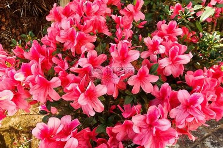 杜鹃花什么时候施肥