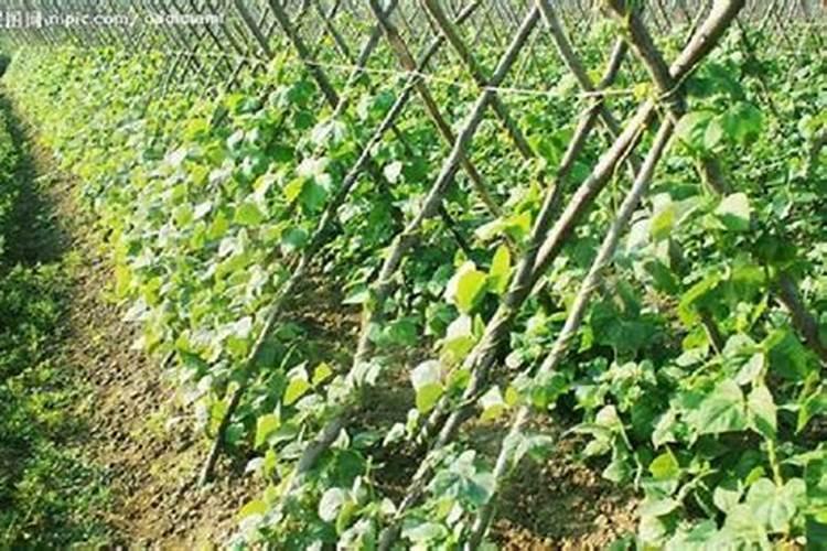 豇豆追肥什么肥料才是高产 肥料烧根怎么办