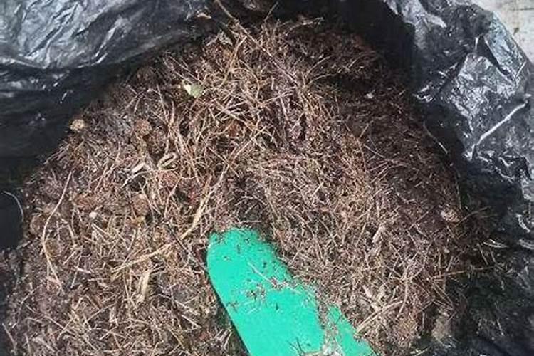 小桃树苗用什么肥长得快 如何合理施肥