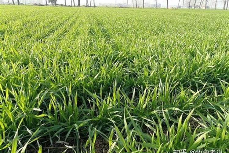 赤楠下山桩为何成活率低？