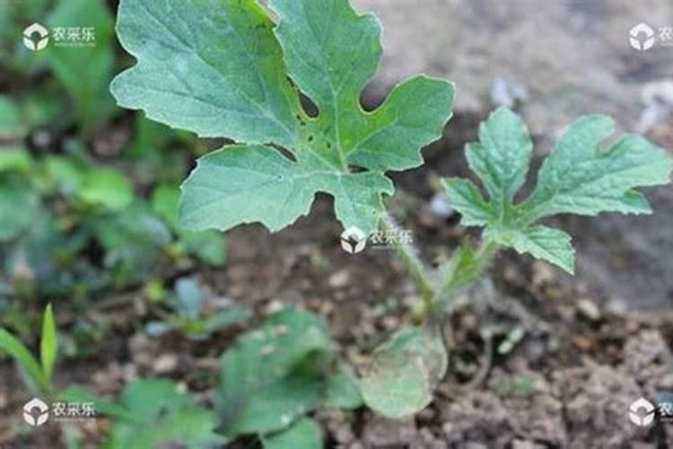 史丹利复合肥生产厂家