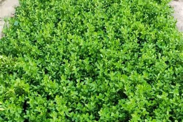 黄杨施什么肥长得快