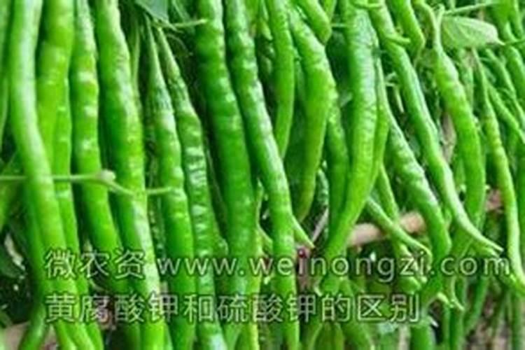 冬季大棚芸豆高产技术要注意哪些