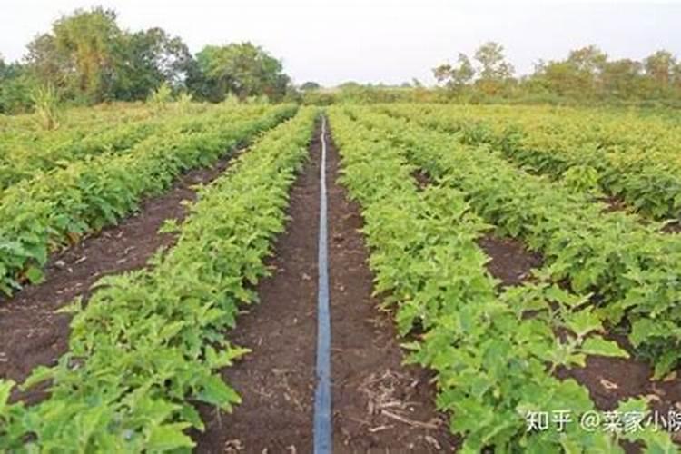 钟祥市周边农庄推荐