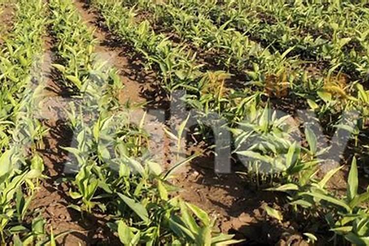 小树苗打完叶面肥20个小时后浇水可以不？