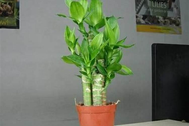水培富贵竹叶尖发黄,补充磷肥勤换水