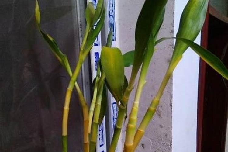 家里水培富贵竹叶子可以喷磷酸吗？