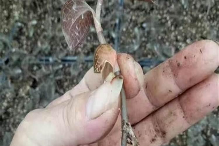 紫薇浇水的正确方法