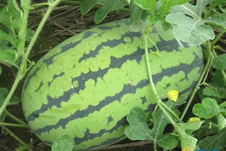 氮肥损失途径有哪些？怎样减少氮素损失？