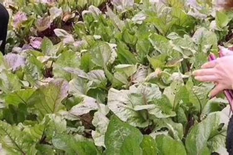 红菜苔产生苦味是因为什么问题 它能吃吗